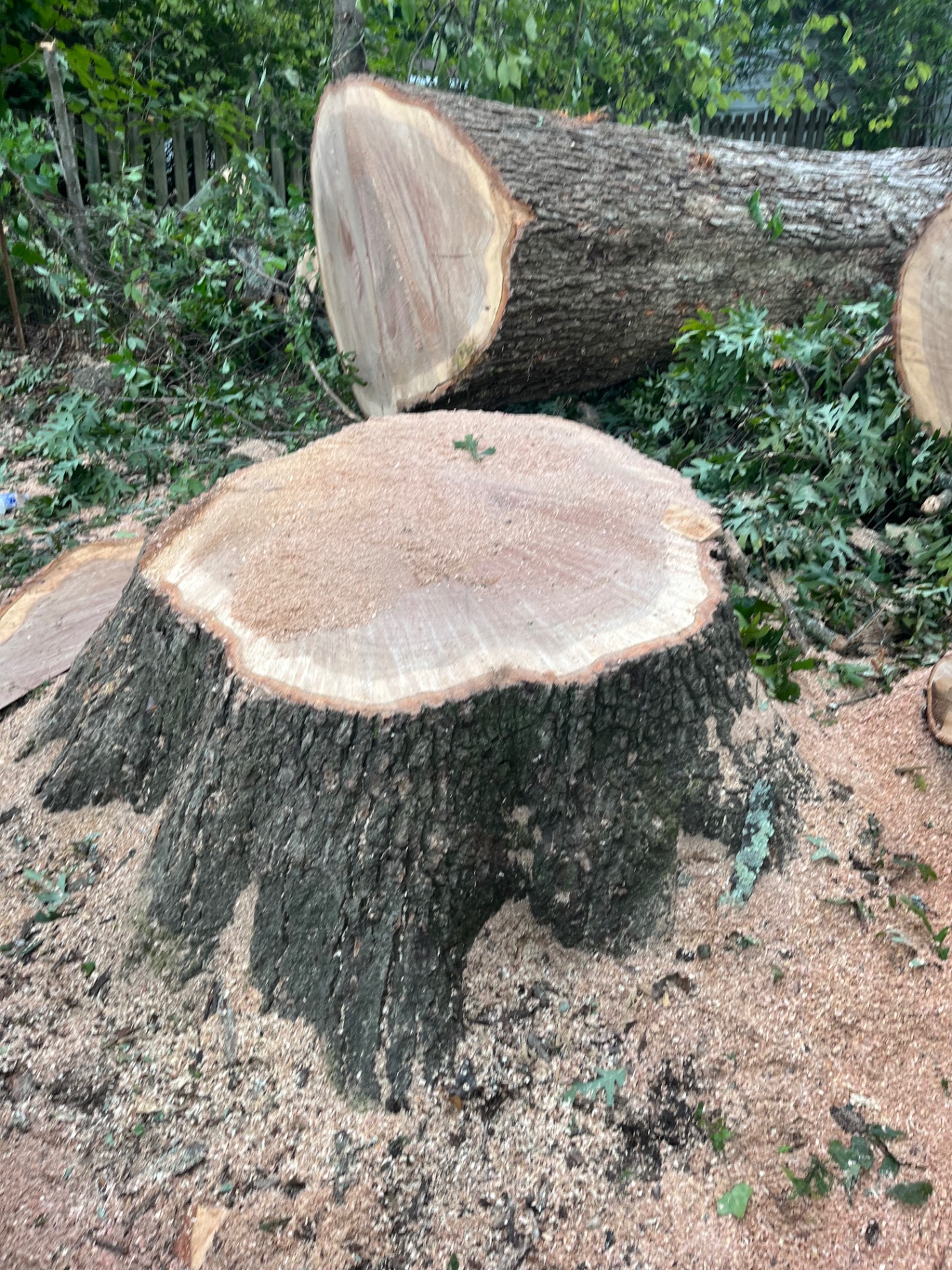 Large oak tree removed with trunk sections and stump